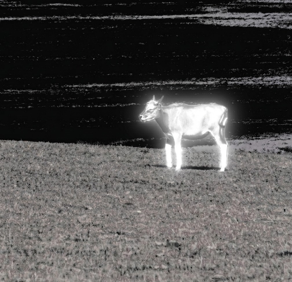 Cow